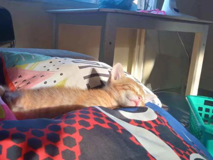Gato ra a  idade 2 a 6 meses nome Milu