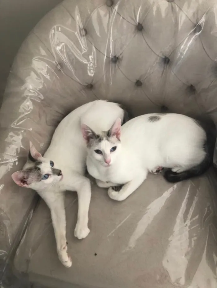 Gato ra a Srd idade 1 ano nome Valentina e Catarina