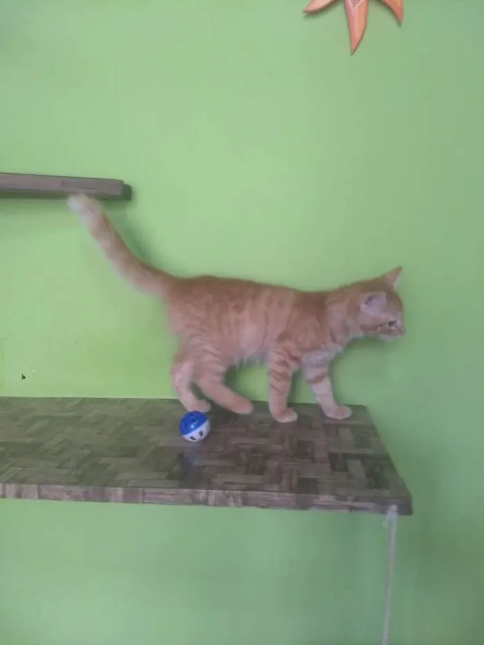 Gato ra a SRD idade 2 a 6 meses nome Narizinho