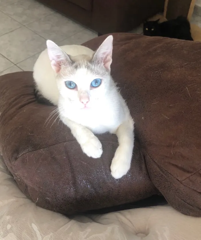 Gato ra a Srd idade 1 ano nome Valentina e Catarina