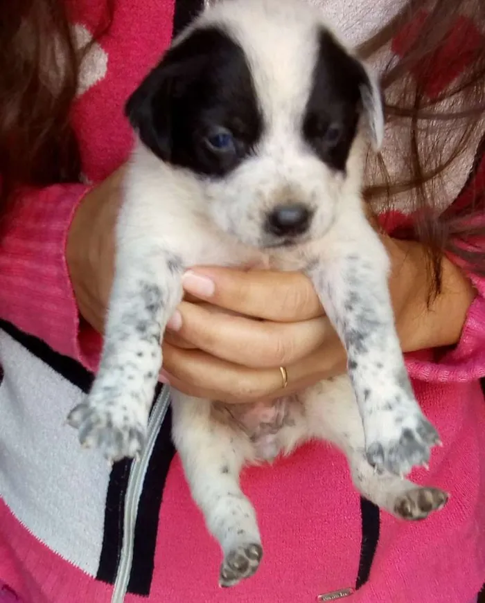 Cachorro ra a Mistura vira com Blue heeler idade Abaixo de 2 meses nome Sem nome