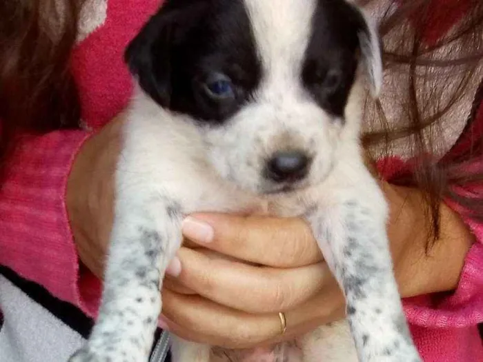 Cachorro ra a Mistura vira com Blue heeler idade Abaixo de 2 meses nome Sem nome