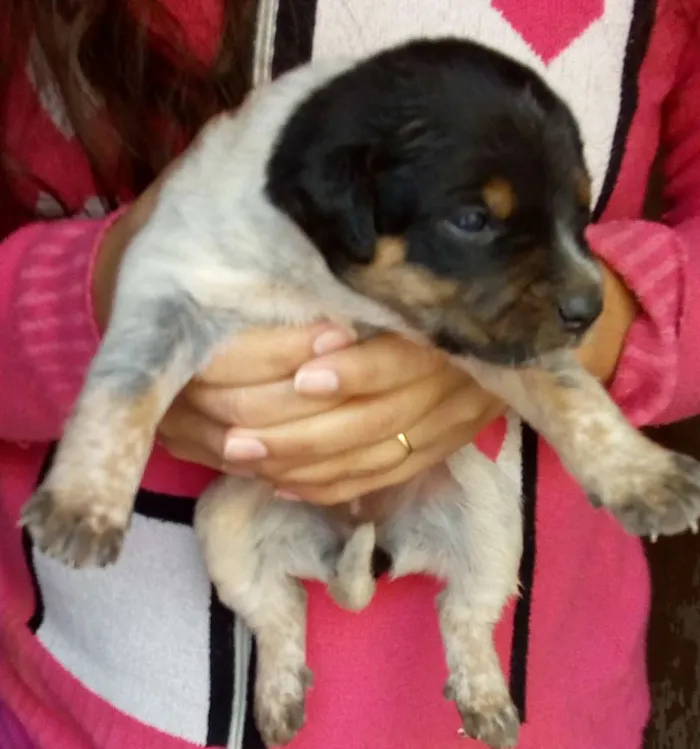 Cachorro ra a Mistura vira com Blue heeler idade Abaixo de 2 meses nome Sem nome