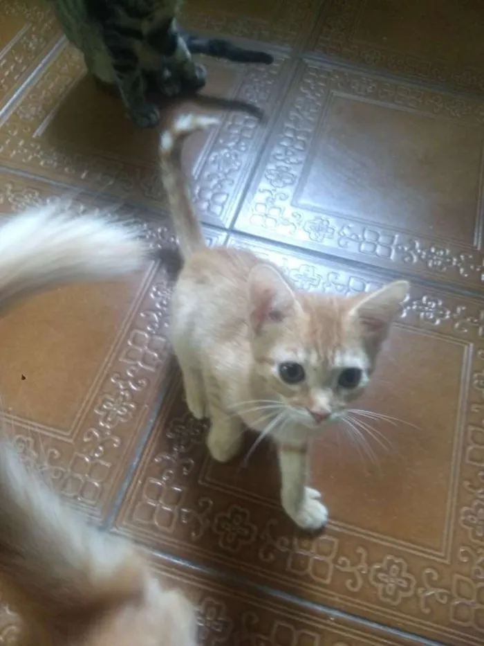 Gato ra a SRD idade 2 a 6 meses nome Miúda