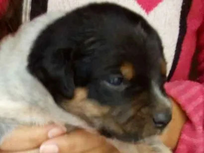 Cachorro raça Mistura vira com Blue heeler idade Abaixo de 2 meses nome Sem nome