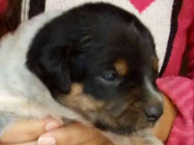 Cachorro ra a Mistura vira com Blue heeler idade Abaixo de 2 meses nome Sem nome