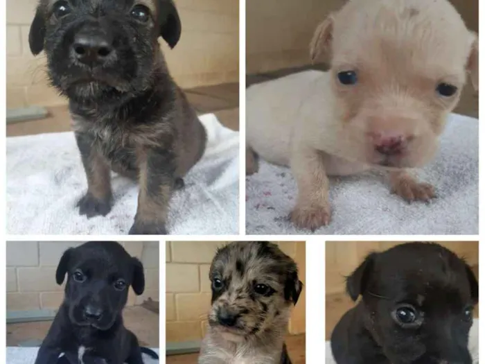 Cachorro raça SRD idade Abaixo de 2 meses nome Filhotes
