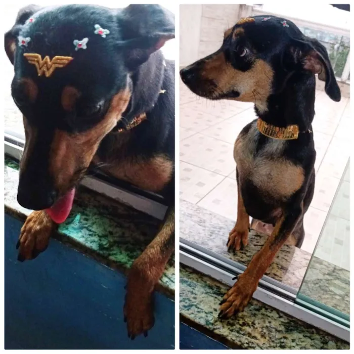 Cachorro ra a Misturada pinscher com basset idade 2 anos nome Lysa