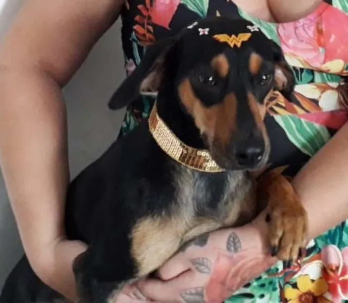 Cachorro ra a Misturada pinscher com basset idade 2 anos nome Lysa