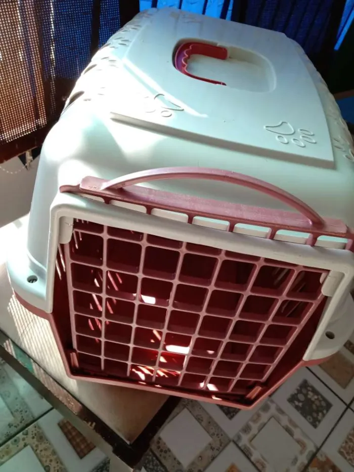 Cachorro ra a Misturada pinscher com basset idade 2 anos nome Lysa