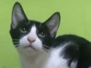 Gato raça SRD idade 7 a 11 meses nome Edy