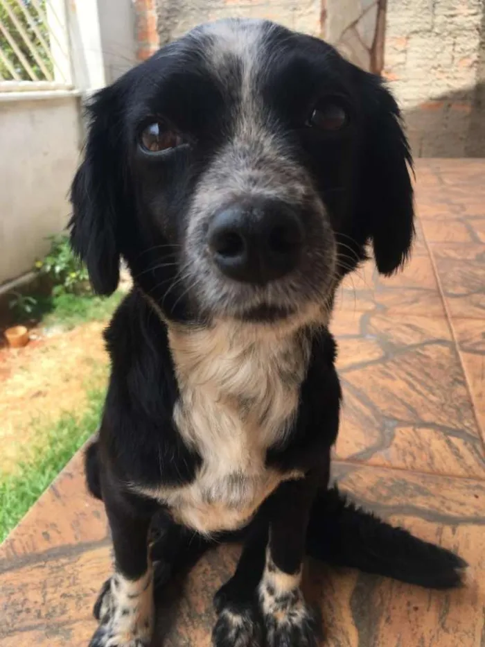 Cachorro raça Viralata idade 2 anos nome Tchuchuca