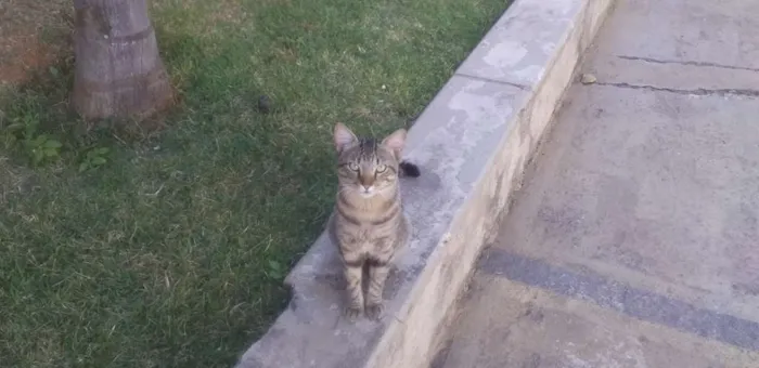 Gato raça Indefinida idade 7 a 11 meses nome Frajola