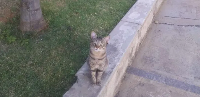 Gato raça Indefinida idade 7 a 11 meses nome Frajola