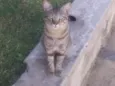 Frajola