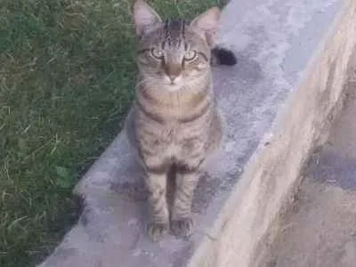 Gato raça Indefinida idade 7 a 11 meses nome Frajola