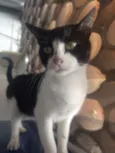 Bat