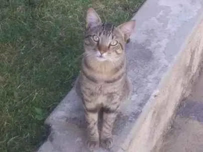 Gato raça Indefinida idade 7 a 11 meses nome Frajola