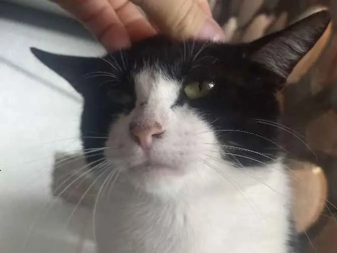 Gato ra a SRD idade 1 ano nome Bat