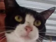 Bat