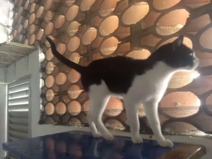 Gato ra a SRD idade 1 ano nome Bat