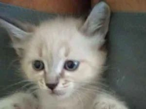 Gato raça Siamês c/ vira lata idade Abaixo de 2 meses nome Noname