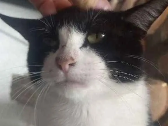 Gato ra a SRD idade 1 ano nome Bat