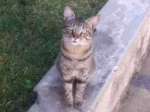Gato raça Indefinida idade 7 a 11 meses nome Frajola