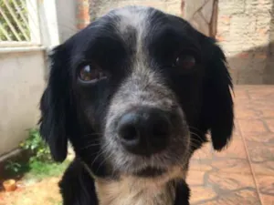 Cachorro raça Viralata idade 2 anos nome Tchuchuca