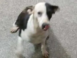 Cachorro raça srd idade 1 ano nome LALA