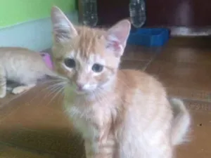 Gato raça SRD idade 2 a 6 meses nome Narizinho