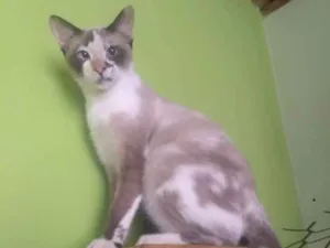 Gato raça SRD idade 7 a 11 meses nome Clarinha