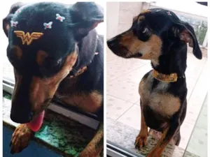 Cachorro raça Misturada pinscher com basset idade 2 anos nome Lysa