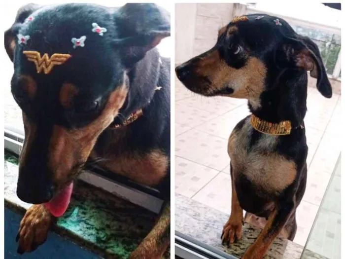 Cachorro ra a Misturada pinscher com basset idade 2 anos nome Lysa