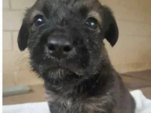 Cachorro raça SRD idade Abaixo de 2 meses nome Filhotes