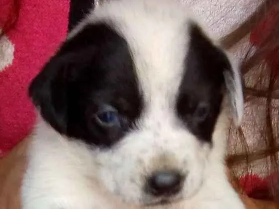 Cachorro ra a Mistura vira com Blue heeler idade Abaixo de 2 meses nome Sem nome