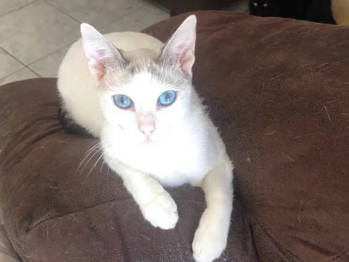 Gato ra a Srd idade 1 ano nome Valentina e Catarina