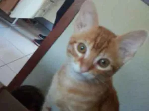 Gato raça  idade 2 a 6 meses nome Milu
