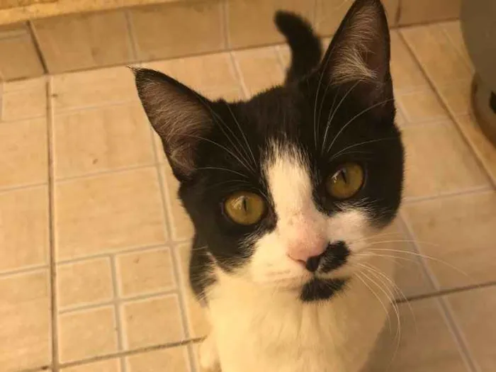 Gato ra a SRD idade 2 a 6 meses nome Minie