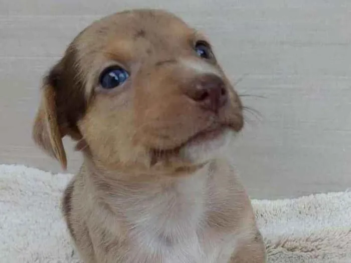 Cachorro ra a Vira lata idade 2 a 6 meses nome Filhotes