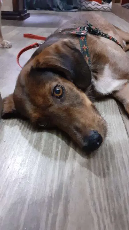 Cachorro ra a srd idade 2 anos nome Cafe