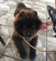 Neguinho