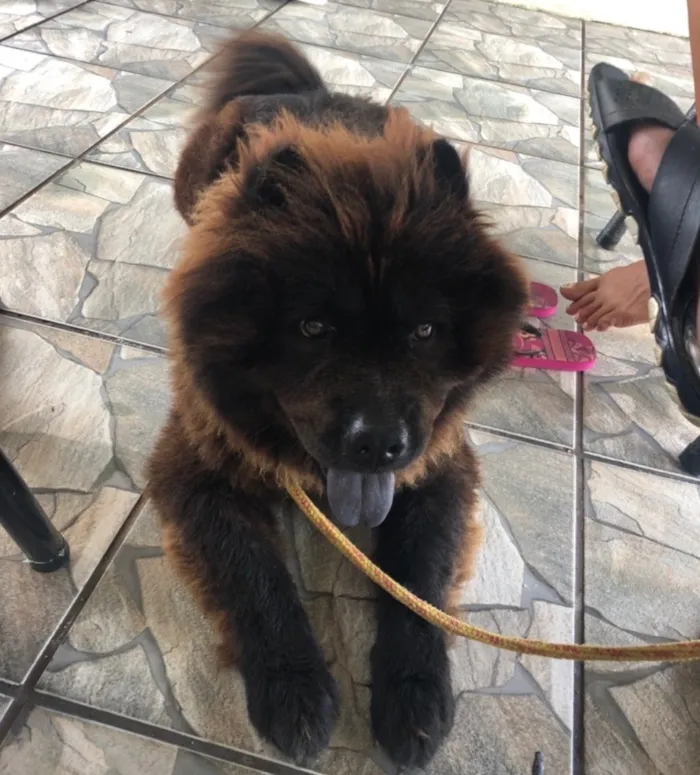 Cachorro ra a Chow chow idade 3 anos nome Neguinho