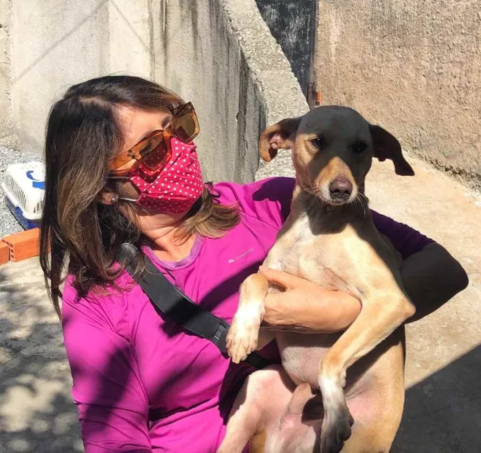 Cachorro ra a SRD idade 1 ano nome Rufito