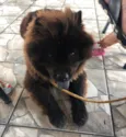 Neguinho