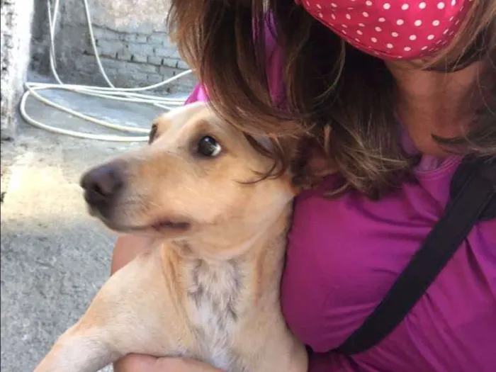 Cachorro ra a SRD idade 1 ano nome Rufito
