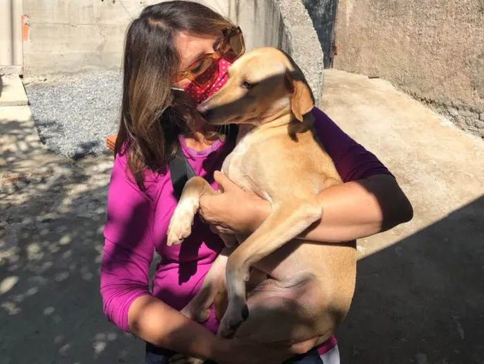 Cachorro ra a SRD idade 1 ano nome Rufito