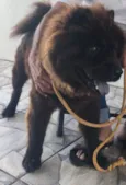 Neguinho