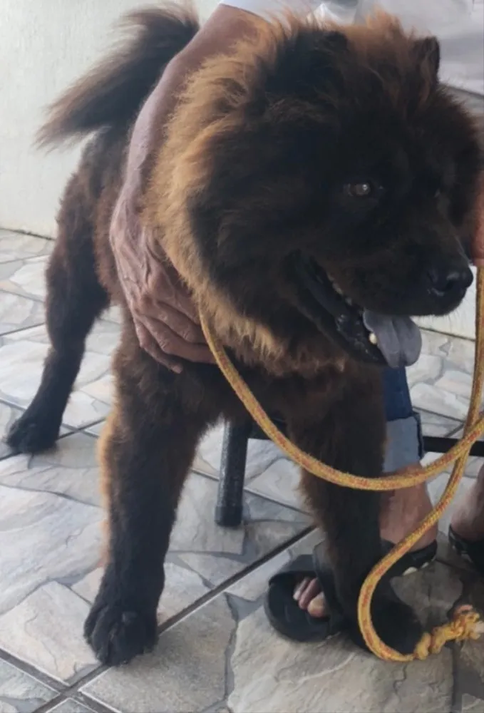Cachorro ra a Chow chow idade 3 anos nome Neguinho