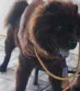 Neguinho